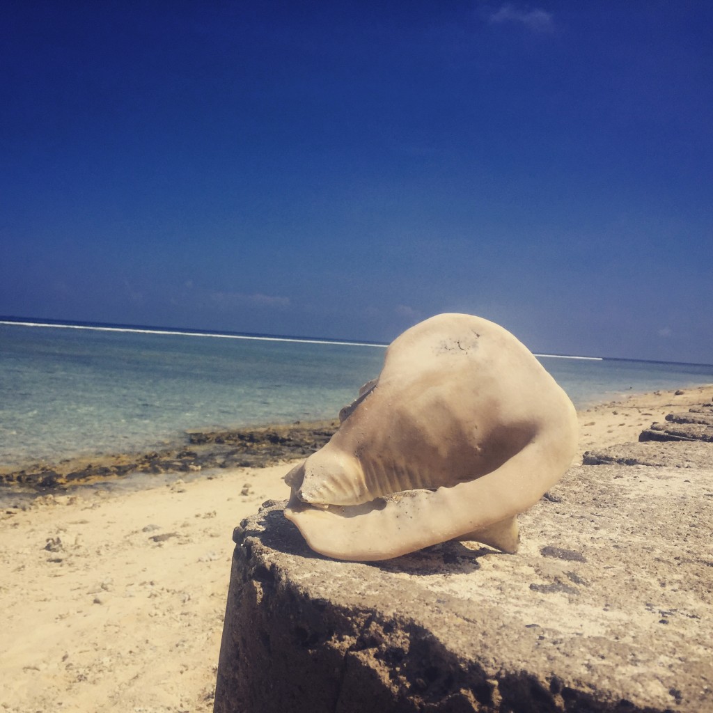 A treasure I found on the beach and left for another to enjoy. 