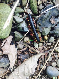 Creatures I find in the jungle around our home at Joanna's Casitas.