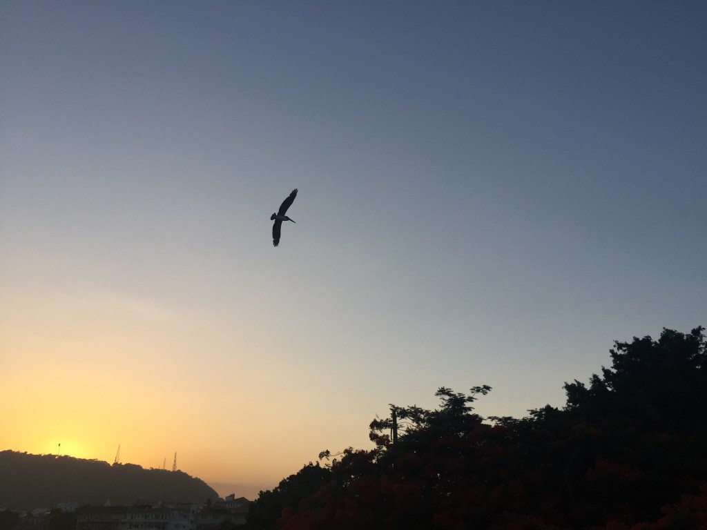 Birds, trees and life, buzzing all around you at Plaza Francia.